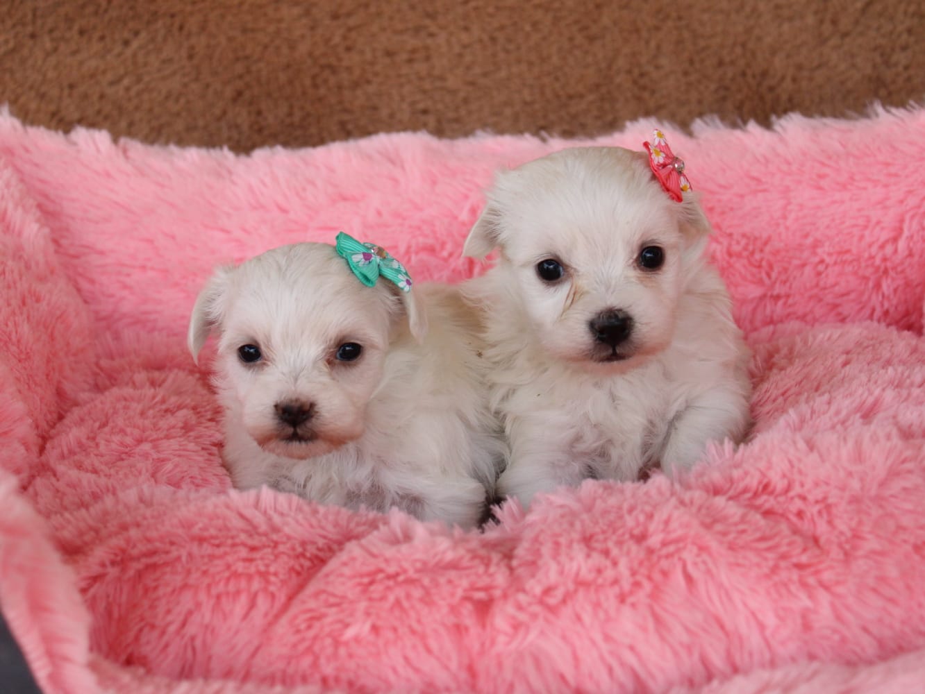 Cachorros en venta Bogotá